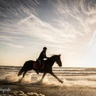 Pferdefotos Texel