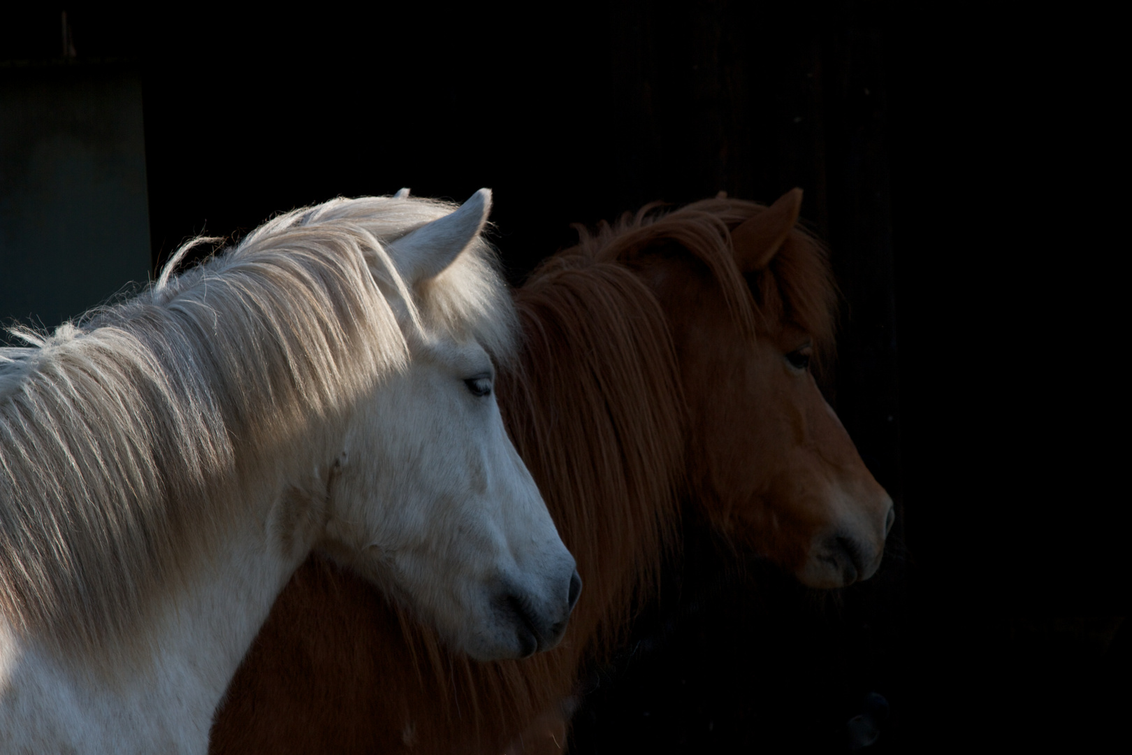 Pferdefreundschaft