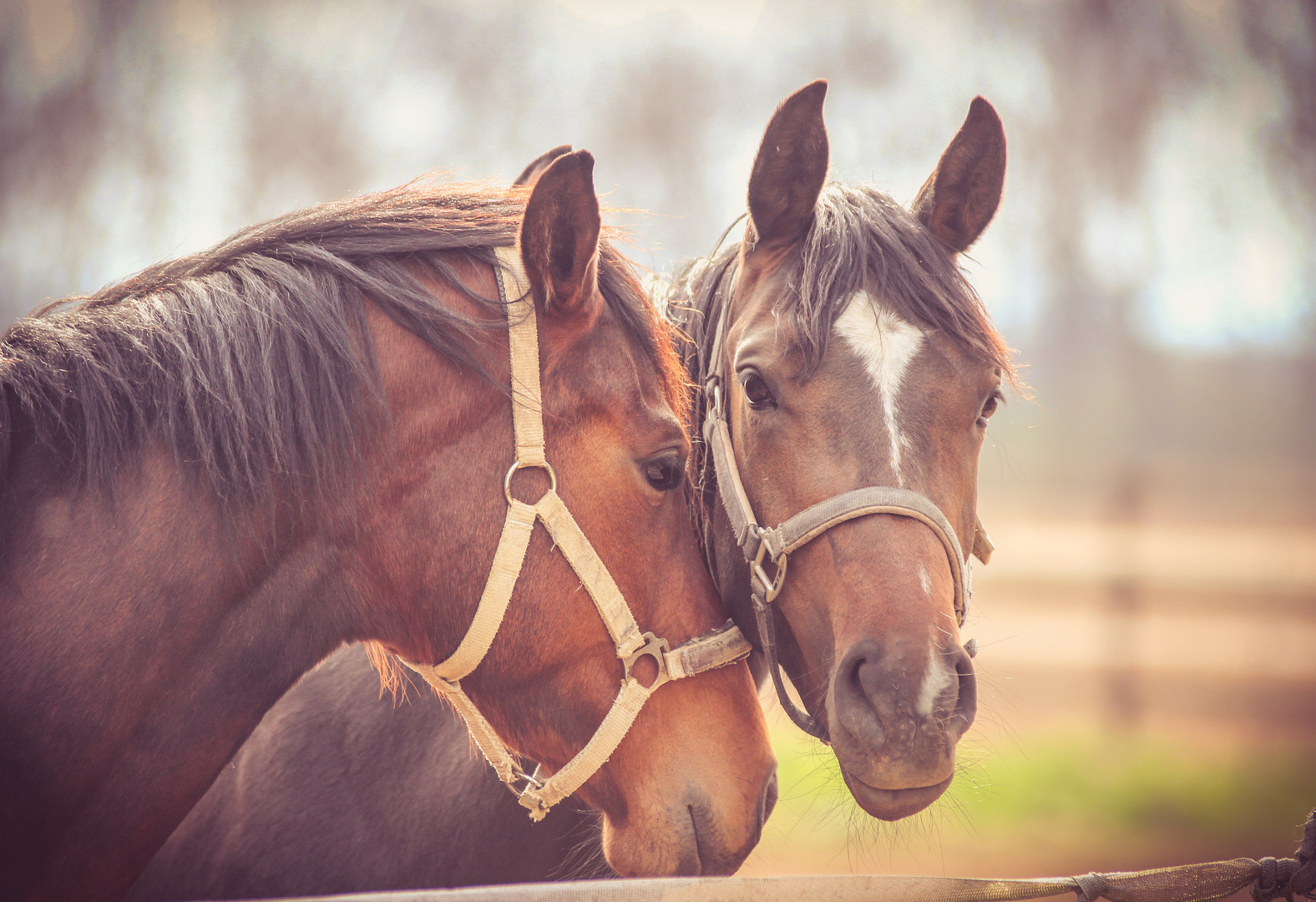 Pferdefreundschaft