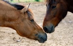 Pferdefreundschaft