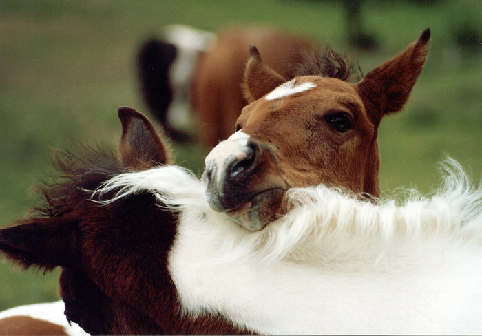 Pferdefreundschaft