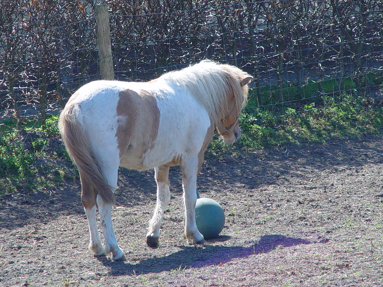 Pferdefußball 1