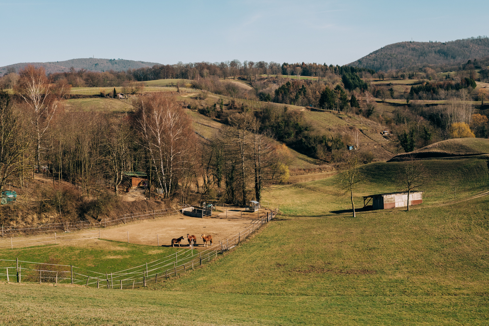 Pferdegatter bei Bensheim Gronau 2019