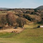 Pferdegatter bei Bensheim Gronau 2019