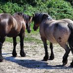 Pferdegeflüster auf Hiddensee/Rügen