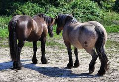 Pferdegeflüster auf Hiddensee/Rügen