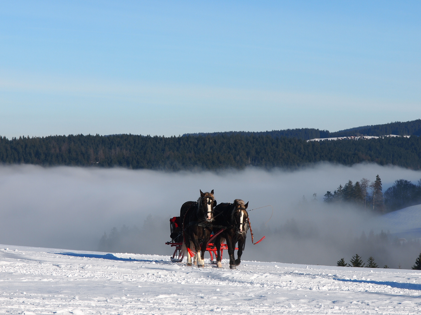 Pferdegespann im Schnee