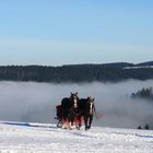 Pferdegespann im Schnee