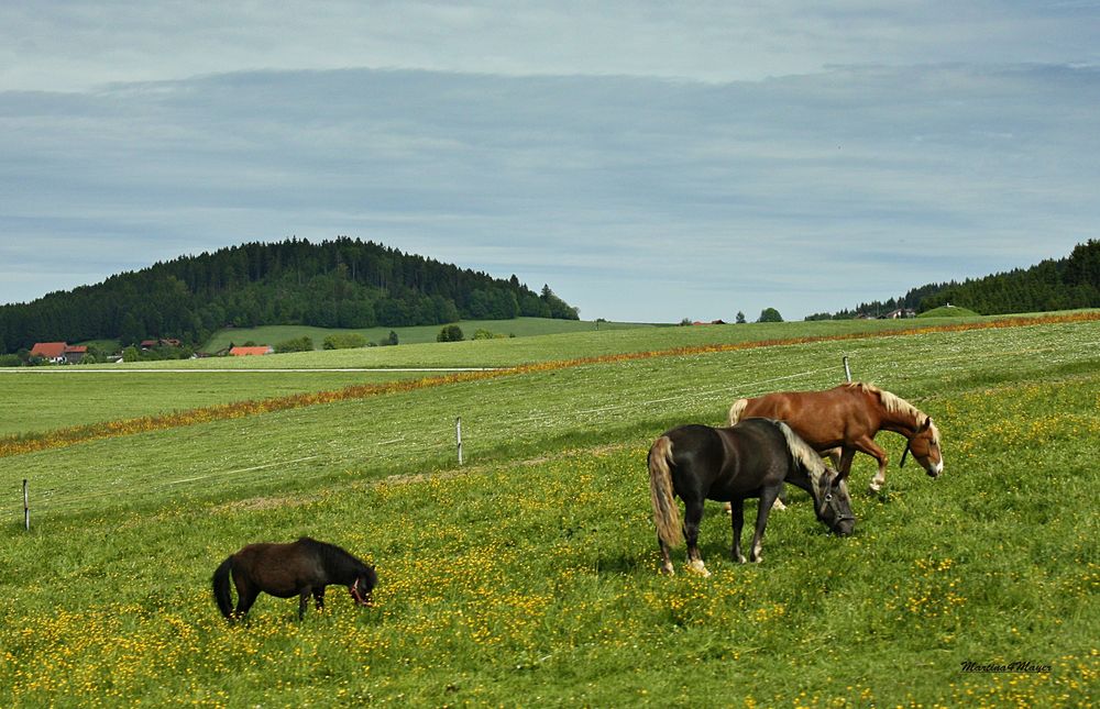 Pferdeglück