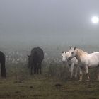 Pferdegruppe im Morgennebel