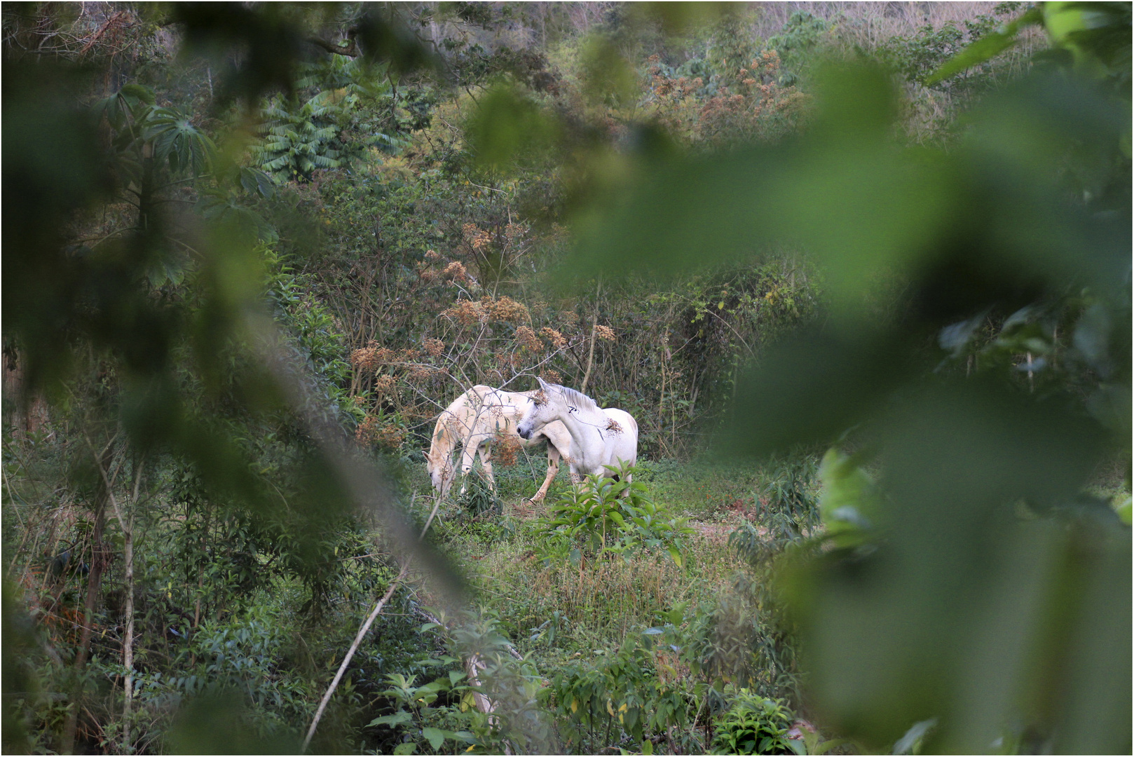  Pferdehaltung im Urwald 