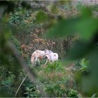  Pferdehaltung im Urwald 