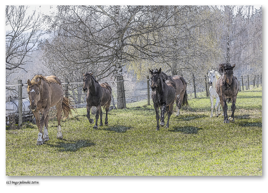 Pferdeherde im Galopp