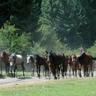 Pferdeherde im Wald in Kirgistan