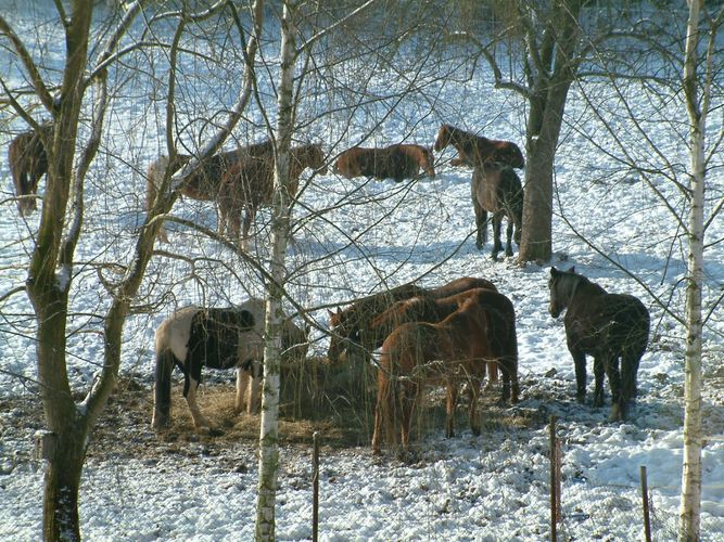 Pferdeherde im Winter