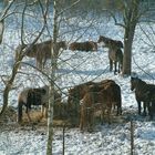 Pferdeherde im Winter