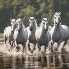 Pferdeherde in weiß