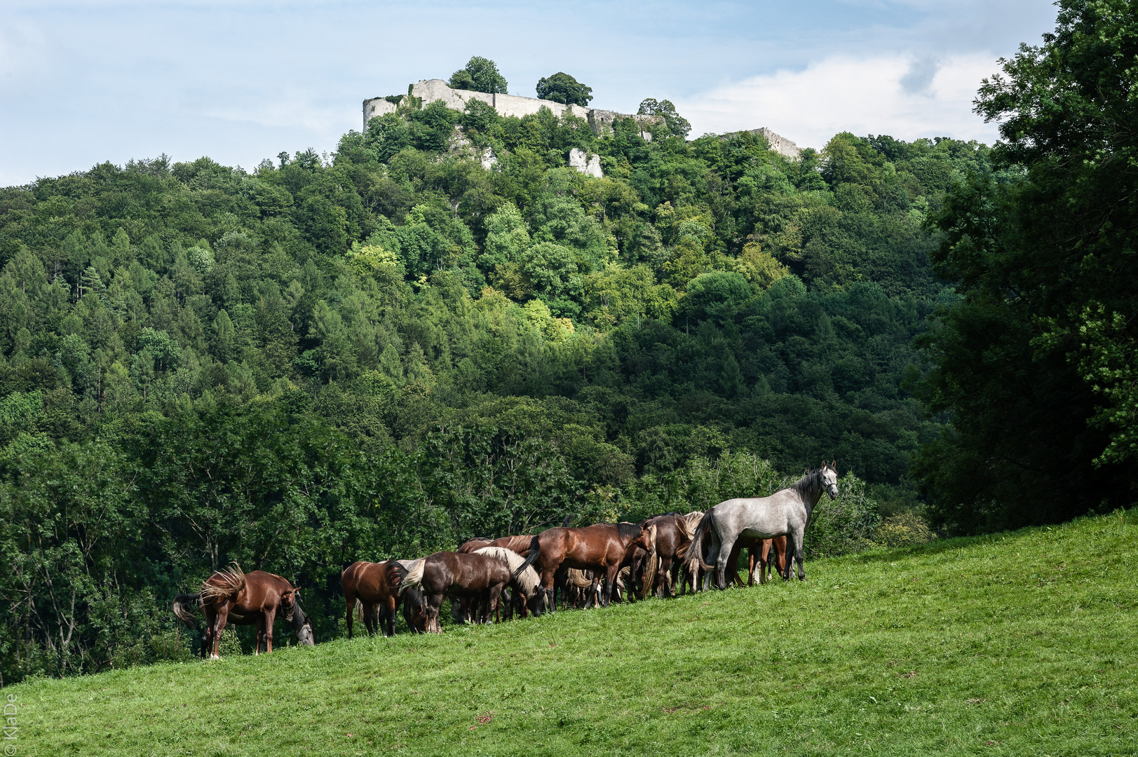 Pferdeherde unter der Feste Hohenurach