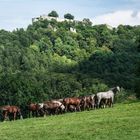 Pferdeherde unter der Feste Hohenurach