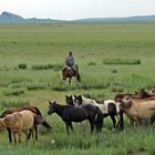 Pferdehirt in der Mongolei