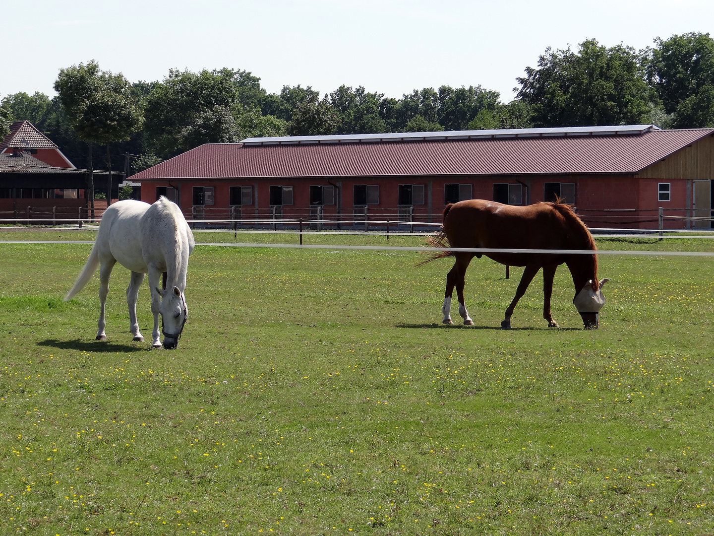 Pferdehof im Münsterland