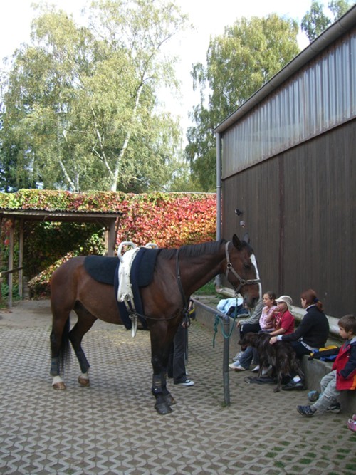 Pferdehof in Lübars/Berlin