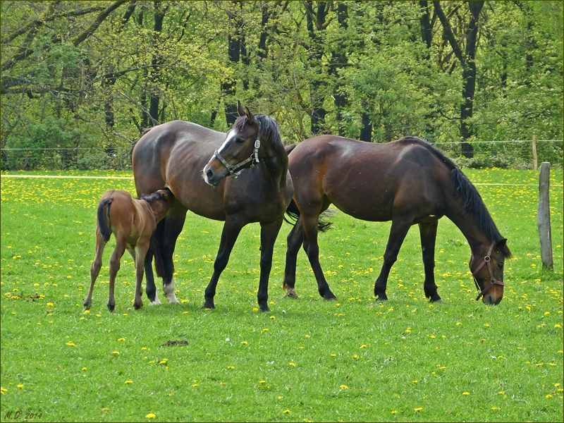 Pferdeidyll auf dem Ehrenberg in Wuppertal.