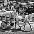 Pferdekarren in Indien