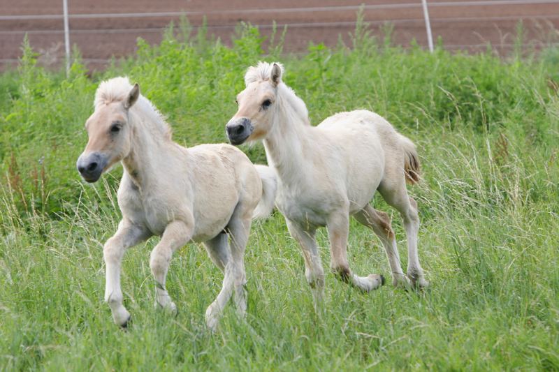 Pferdekinder Foto & Bild | tiere, haustiere, pferde, esel, maultiere