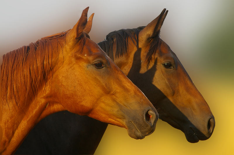 Pferdeköpfe Foto & Bild | tiere, haustiere, pferde, esel, maultiere