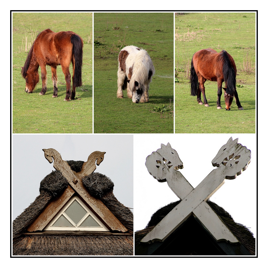 Pferdeköpfe in Norddeutschland Foto & Bild | architektur, ländliche