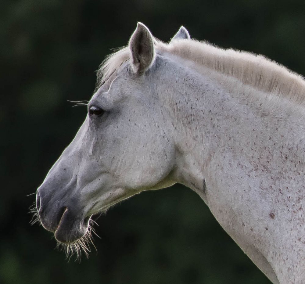 Pferdekopf Foto & Bild | tiere, pferd, pferdekopf Bilder auf fotocommunity