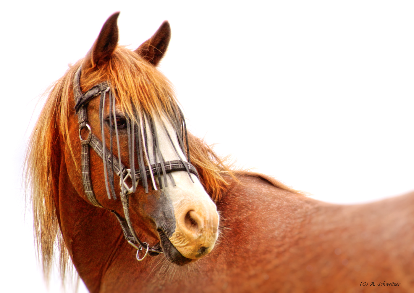 Pferdekopf Foto & Bild | natur, pferde, tiere Bilder auf fotocommunity