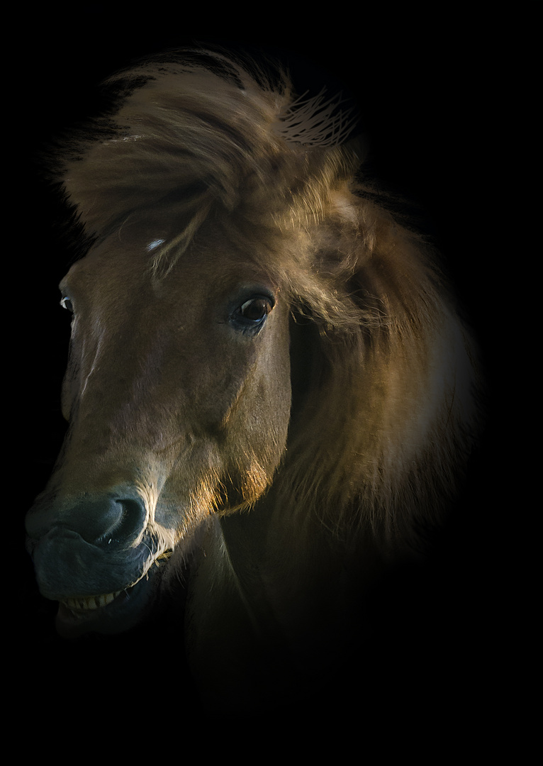 Pferdekopf Foto & Bild | tiere, haustiere, nutztiere Bilder auf
