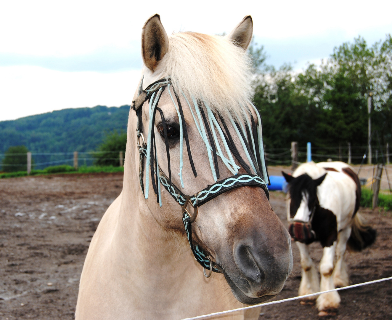 Pferdekopf Foto & Bild | tiere, tierdetails, natur Bilder auf fotocommunity