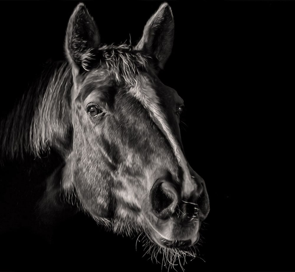 Pferdekopf-SW Foto & Bild | tiere, haustiere, pferde, esel, maultiere