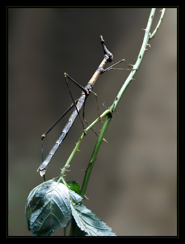 Pferdekopfschrecke - Pseudoproscopia latirostris