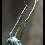 Pferdekopfschrecke - Pseudoproscopia latirostris