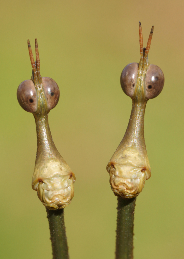 Pferdekopfschrecke / Pseudoproscopia latirostris