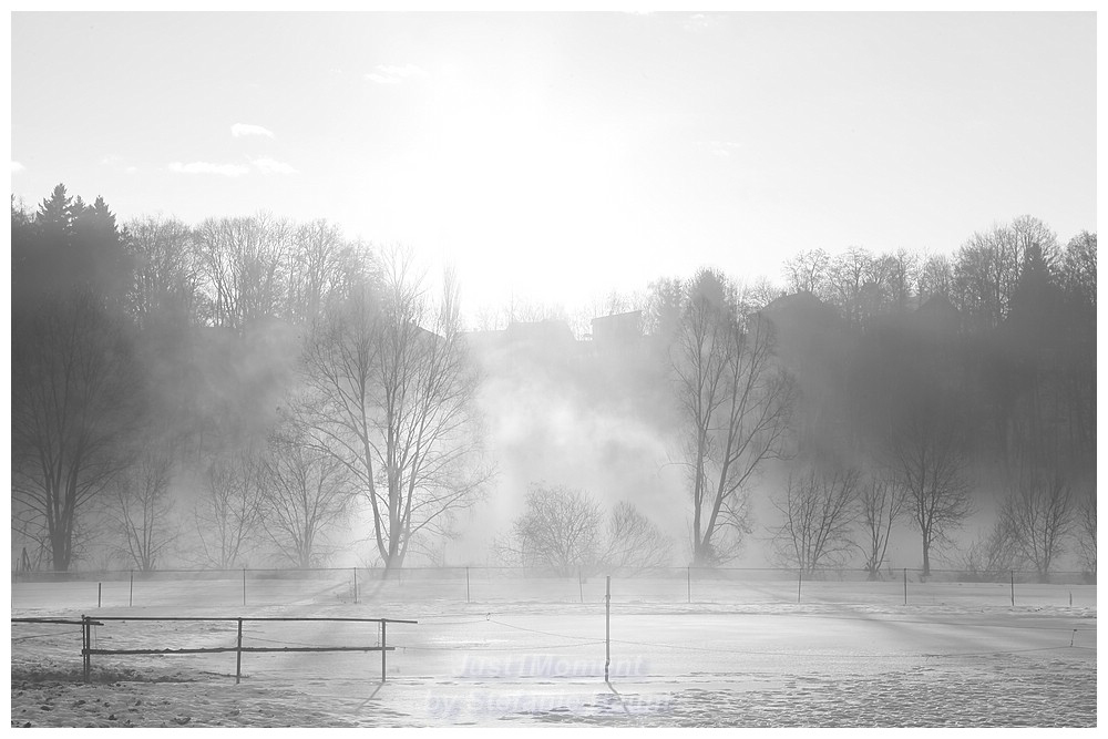 Pferdekoppel am morgen