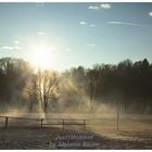 Pferdekoppel am Morgen