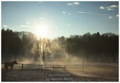 Pferdekoppel am Morgen