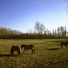 Pferdekoppel am Niederrhein