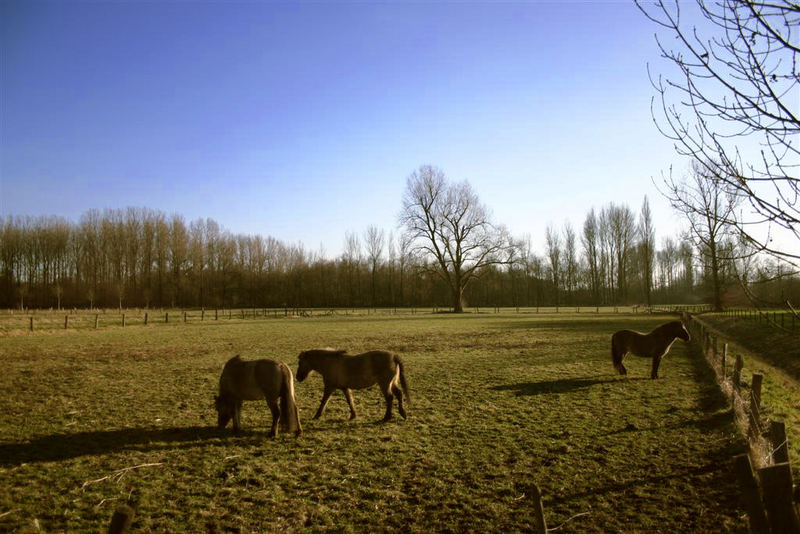 Pferdekoppel am Niederrhein