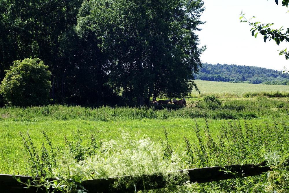 Pferdekoppel an der Salza