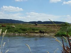 -Pferdekoppel an der Weser-