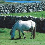 Pferdekoppel auf Inishmore