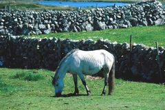 Pferdekoppel auf Inishmore