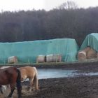 Pferdekoppel  - Bauernhof