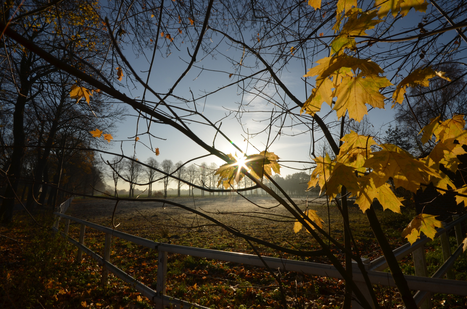 Pferdekoppel bei Sonnenaufgang